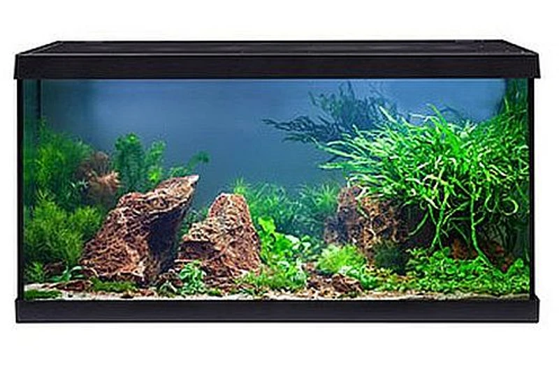 EHEIM Aquastar 54 LED Schwarz - Aquarienset 5 EHEIM Aquastar 54 LED Schwarz - Aquarienset – Bild 5
