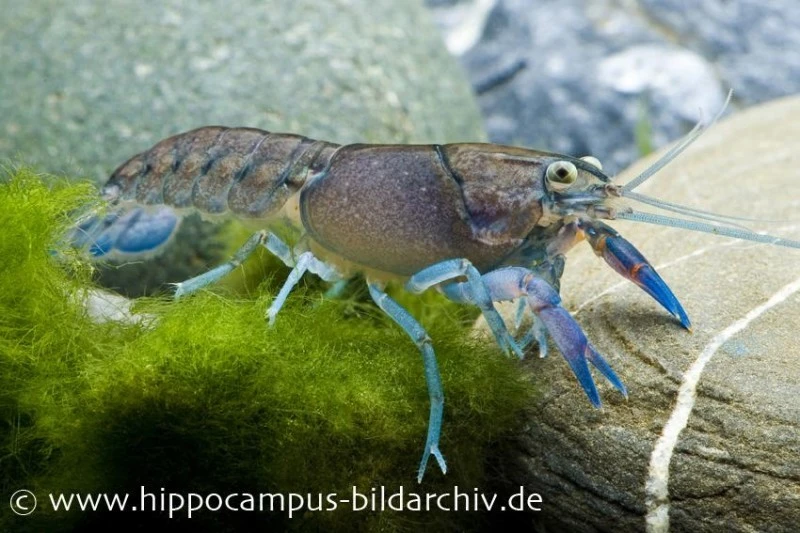 Yabby, Cherax Destructor 1 Yabby, Cherax Destructor