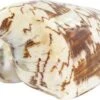 Schneckenhaus Porcelain Shell, Ca. 14 Cm Länge