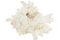 Schneckenhaus Horn Shell, Ca. 15 Cm Länge