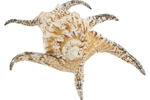 Schneckenhaus Star Shell, Ca. 20 Cm Länge 1 Schneckenhaus Star Shell, Ca. 20 Cm Länge