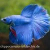 Halfmoon Kampffisch Blau, Männchen, Betta Splendens