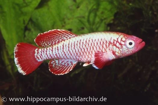 Killifisch Torfansatz Nothobranchius Eggersi Red, 30 Eier 2 Killifisch Torfansatz Nothobranchius Eggersi Red, 30 Eier – Bild 2