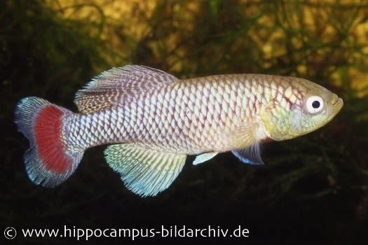 Killifisch Torfansatz Nothobranchius Jubbi, 30 Eier 2 Killifisch Torfansatz Nothobranchius Jubbi, 30 Eier – Bild 2