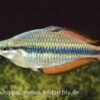 Juwelen-Regenbogenfisch, Melanotaenia Trifasciata