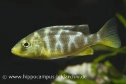 Pfauen-Maulbrüter, Nimbochromis Venustus, DNZ