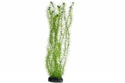 Hobby Lagarosiphon, 60 Cm