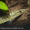 Indischer Zwergstachelaal, Macrognathus Pancalus