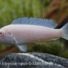 Snow White Cichlid, Pseudotropheus Socolofi WHITE