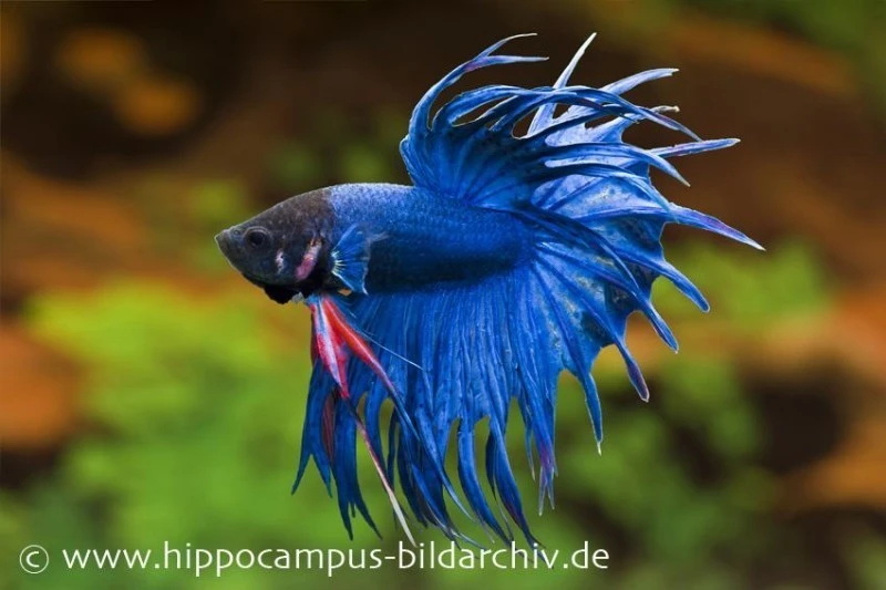 Crown Tail Kampffisch Blau, Männchen, Betta Splendens 1 Crown Tail Kampffisch Blau, Männchen, Betta Splendens