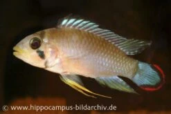 Panduros Zwergbuntbarsch, Apistogramma Panduro, Paarwweise -EHEIM || sera || AQUATLANTIS Verkaufsgeschäft 20924 Panduros Zwergbuntbarsch Apistogramma panduro