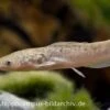 Froschwels, Clarias Batrachus Naturfarben, NZ