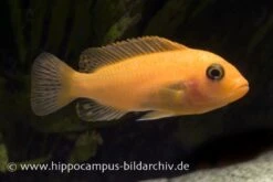 Roter Zebrabuntbarsch, Pseudotropheus Estherae "rot-rot", DNZ -EHEIM || sera || AQUATLANTIS Verkaufsgeschäft 80031 80031 Maylandia estherae rot rot 2