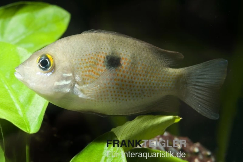 Indischer Buntbarsch, Etroplus Maculatus 1 Indischer Buntbarsch, Etroplus Maculatus