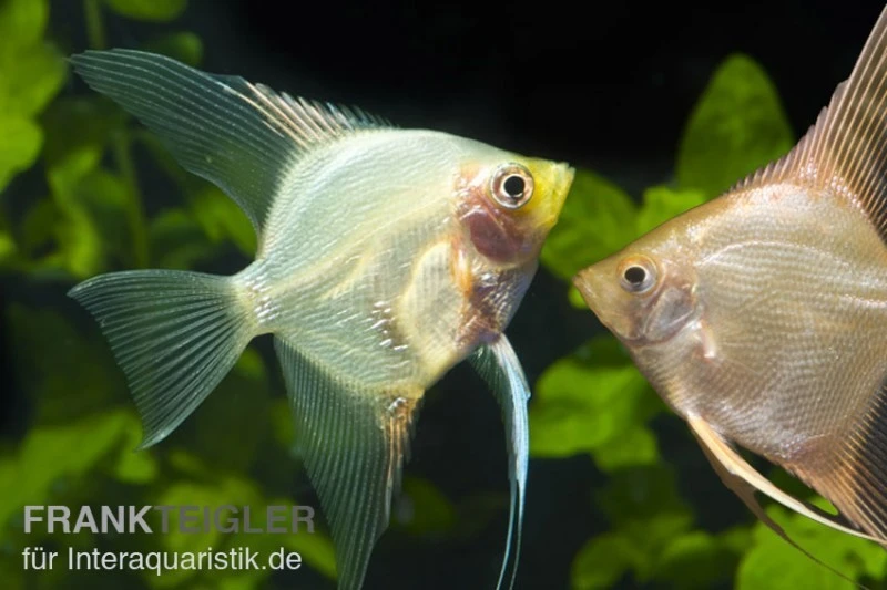 Skalar Mix, Pterophyllum Scalare, Größe M 2 Skalar Mix, Pterophyllum Scalare, Größe M – Bild 2