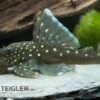 Blauer Phantomwels, Hemiancistrus Spec. L128, 3-4 Cm