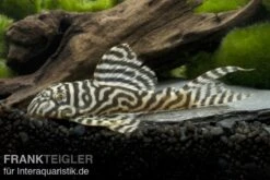 Königstiger-Harnischwels, Hypancistrus Spec. L333 Belo Monte -EHEIM || sera || AQUATLANTIS Verkaufsgeschäft 80074 Koenigstiger Harnischwels Hypancistrus spec L333