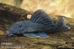 Blauer Zwergharnischwels, Ancistrini Spec. L239
