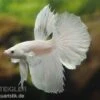 Halfmoon Kampffisch Weiß, Männchen, Betta Splendens