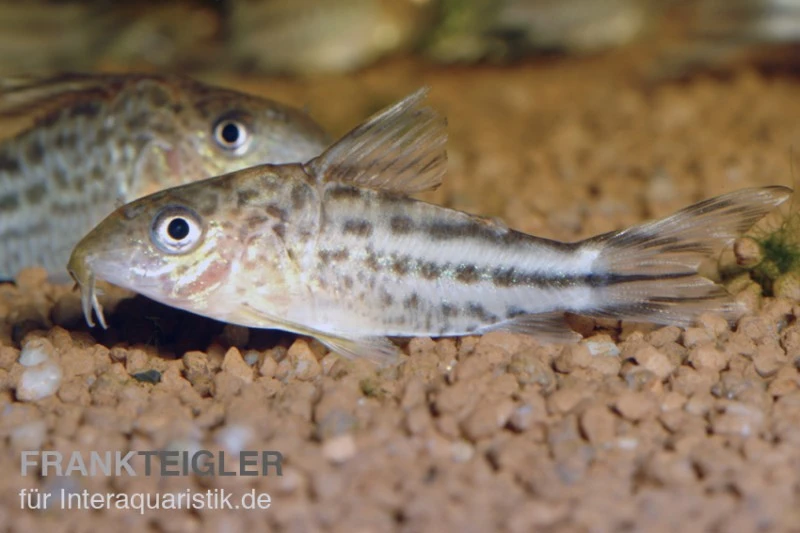 Flaggenschwanz-Panzerwels, Corydoras Robinae 1 Flaggenschwanz-Panzerwels, Corydoras Robinae