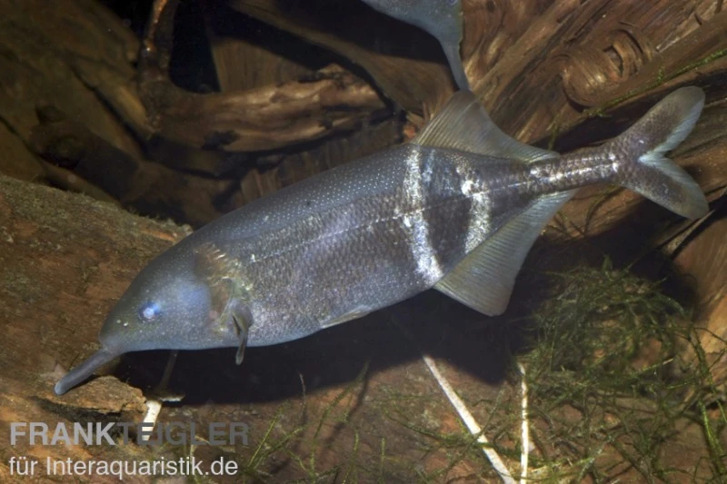 Elefantenrüsselfisch, Gnathonemus Petersii NZ 1 Elefantenrüsselfisch, Gnathonemus Petersii NZ