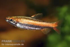 Purpurziersalmler, Nannostomus Mortenthaleri 5 Purpurziersalmler, Nannostomus Mortenthaleri -EHEIM || sera || AQUATLANTIS Verkaufsgeschäft 80149 Purpurziersalmler Nannostomus mortenthaleri