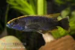 Schwefelkopfmaulbrüter, Otopharynx Lithobates, DNZ