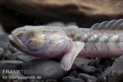 Lila Aalgrundel, Gobioides Broussonnetii