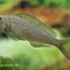 Gelber Sandcichlide, Xenotilapia Flavipinnis