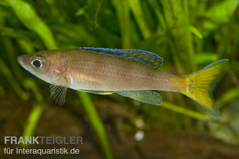 Blauer Heringscichlide, Cyprichromis Leptosoma "Utinta", DNZ 1 Blauer Heringscichlide, Cyprichromis Leptosoma "Utinta", DNZ