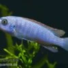 Schabemaul-Buntbarsch, Labeotropheus Trewavasae "Blue"