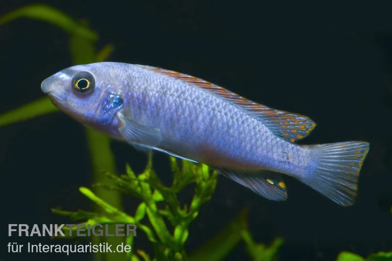 Schabemaul-Buntbarsch, Labeotropheus Trewavasae "Blue" 1 Schabemaul-Buntbarsch, Labeotropheus Trewavasae "Blue"