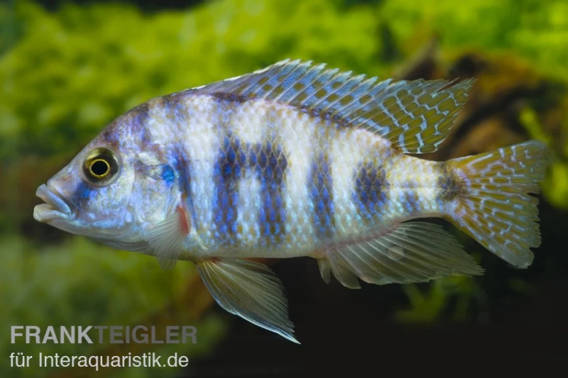 Milomo-Buntbarsch, Placidochromis Milomo, DNZ 1 Milomo-Buntbarsch, Placidochromis Milomo, DNZ