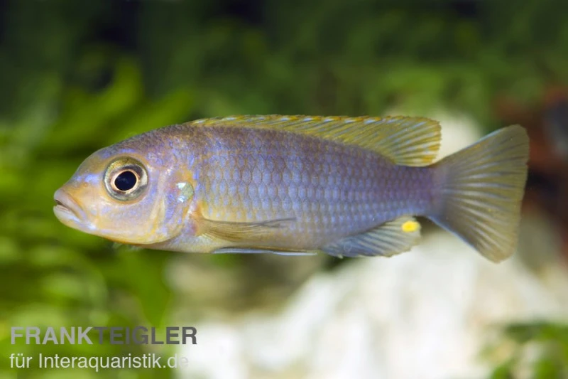 Aurora-Felsenbuntbarsch, Pseudotropheus Aurora, DNZ 2 Aurora-Felsenbuntbarsch, Pseudotropheus Aurora, DNZ – Bild 2