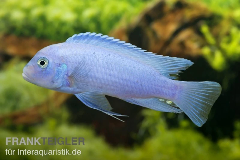 Kobaltblauer Zebrabuntbarsch, Pseudotropheus Zebra "Cobalt Blue" 1 Kobaltblauer Zebrabuntbarsch, Pseudotropheus Zebra "Cobalt Blue"