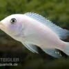 Weißer Zebrabuntbarsch, Metriaclima Zebra "Snow White"