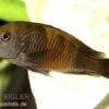 Orange-Breitband-Moorii, Tropheus Moorii "Bemba", DNZ