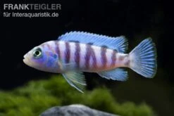 Blauer Zebrabuntbarsch, Pseudotropheus Zebra, DNZ