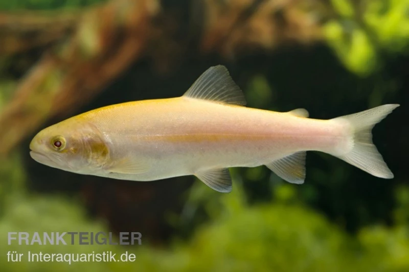 Goldforelle, Oncorhynchus Mykiss (Kaltwasser) 1 Goldforelle, Oncorhynchus Mykiss (Kaltwasser)