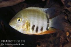 Rotkeil-Augenfleckbuntbarsch, Heros Efasciatus "Red Shoulder" -EHEIM || sera || AQUATLANTIS Verkaufsgeschäft 81119 Rotkeil Augenfleckbuntbarsch Heros efasciatus