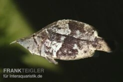 Blattfisch, Monocirrhus Polyacanthus -EHEIM || sera || AQUATLANTIS Verkaufsgeschäft 81931 Blattfisch Monocirrhus polyacanthus