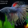 Crown Tail Kampffisch Schwarz, Männchen, Betta Splendens
