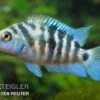 Zebrabuntbarsch "Honduras Red Point", Cryptoheros Nigrofasciatus