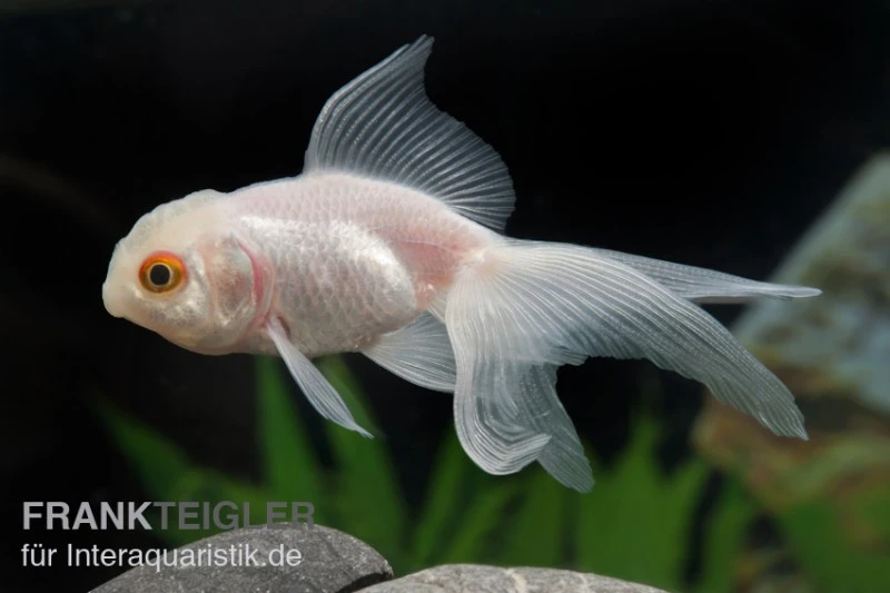 Oranda Weiss, Carassius Auratus (Kaltwasser) 1 Oranda Weiss, Carassius Auratus (Kaltwasser)