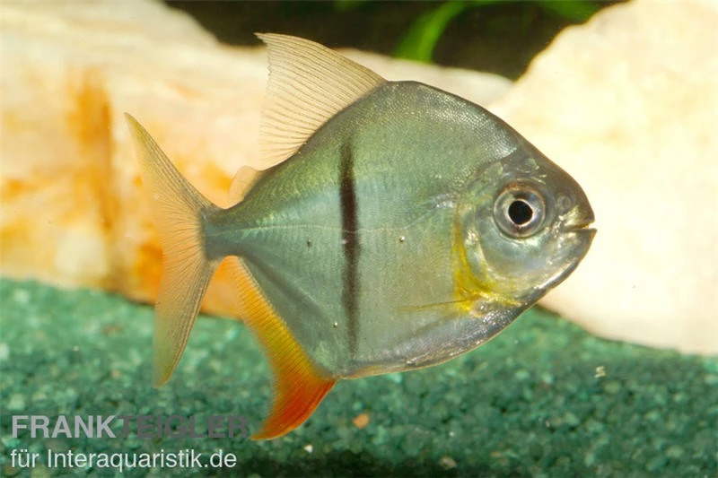 Schwarzband-Mühlsteinsalmler, Myleus Schomburgkii (Variante 2) SCHMALER STREIFEN 2 Schwarzband-Mühlsteinsalmler, Myleus Schomburgkii (Variante 2) SCHMALER STREIFEN – Bild 2