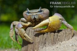 Indonesische Riesenlandkrabbe, Cardisoma Carnifex -EHEIM || sera || AQUATLANTIS Verkaufsgeschäft 82992 Cardisoma carnifex 3
