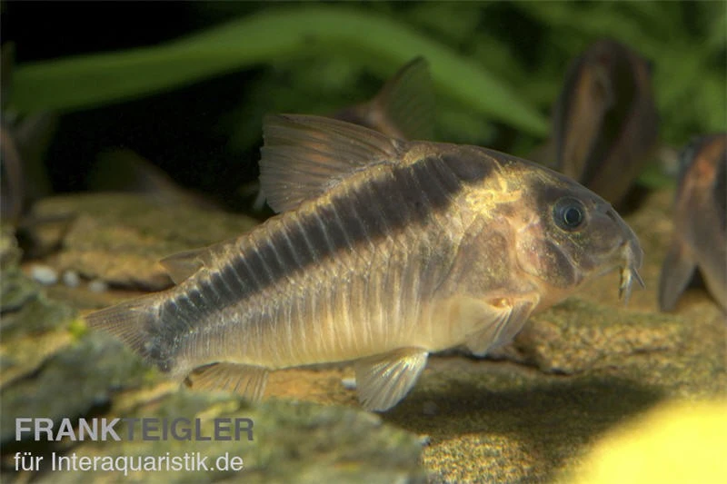 Rostpanzerwels, Corydoras Rabauti 1 Rostpanzerwels, Corydoras Rabauti