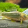 Goldener Panzerwels, Corydoras Melanotaenia