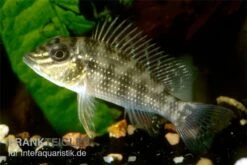 Dreifleck-Erdfresser, Satanoperca Daemon