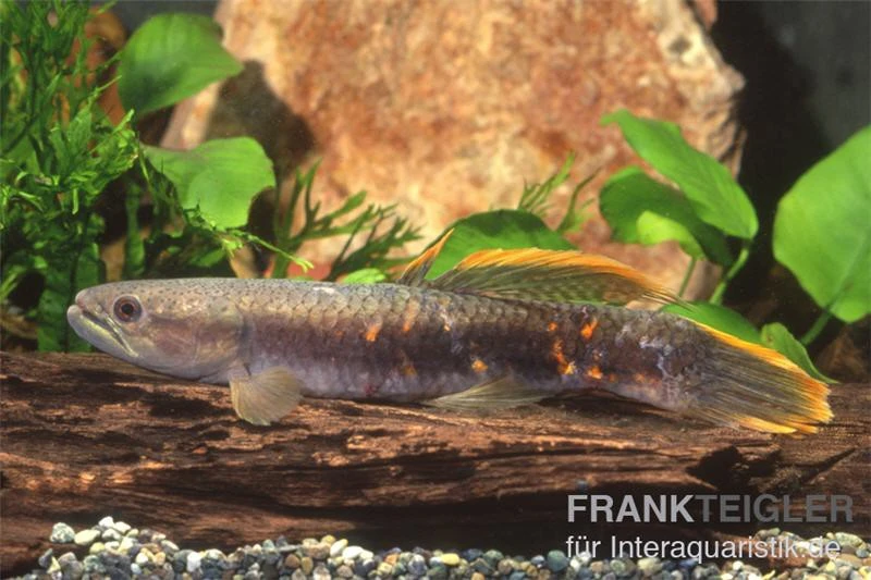 Roter Wolfsalmler Sp. Peru, Erythrinus Sp. Peru Red 3 Roter Wolfsalmler Sp. Peru, Erythrinus Sp. Peru Red – Bild 3